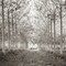 Pathway through trees in forest, FTBR-1815 Poster Print by Assaf Frank - Item # VARPDXAF20151226069C04